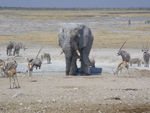 Elephant, Namibia