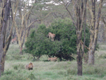 Lions with giraffes, Kenya
